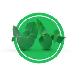 Eucalyptus